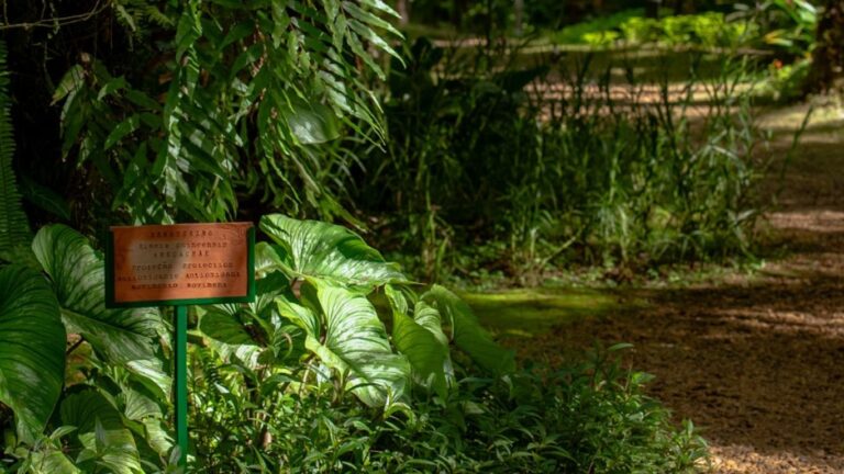 Dalton Paula leva plantas de axé aos jardins do Inhotim
